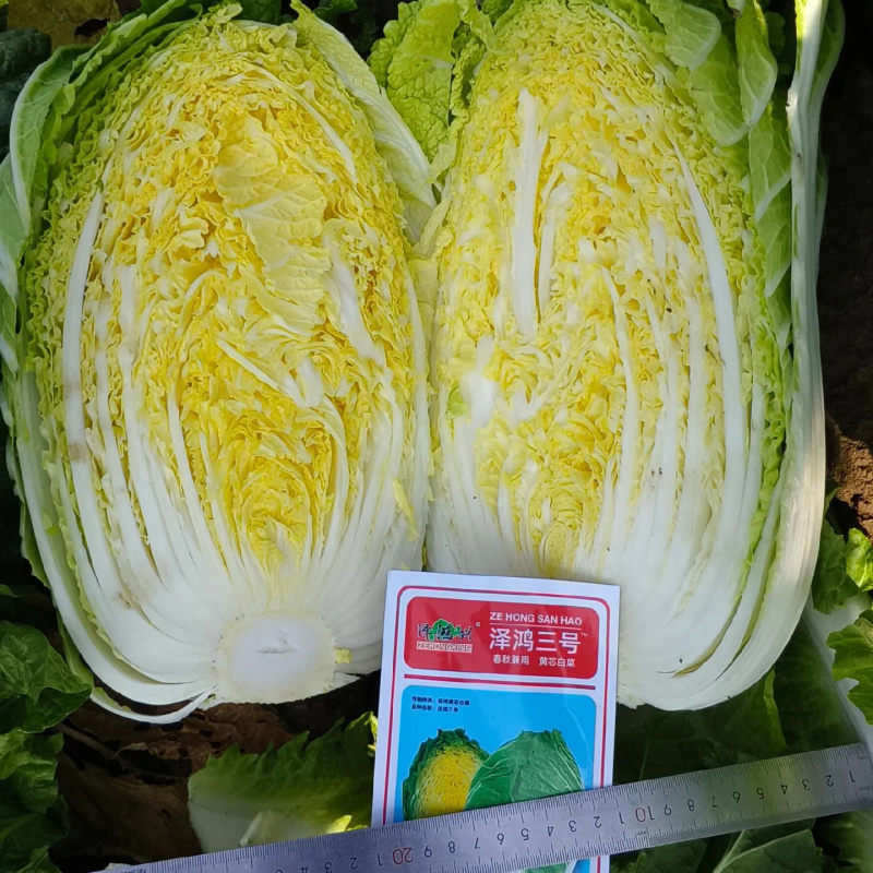 泽鸿兴3号黄芯白菜种子耐抽苔春秋泽鸿3号55天黄心大白菜