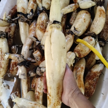 脆藕嫩藕