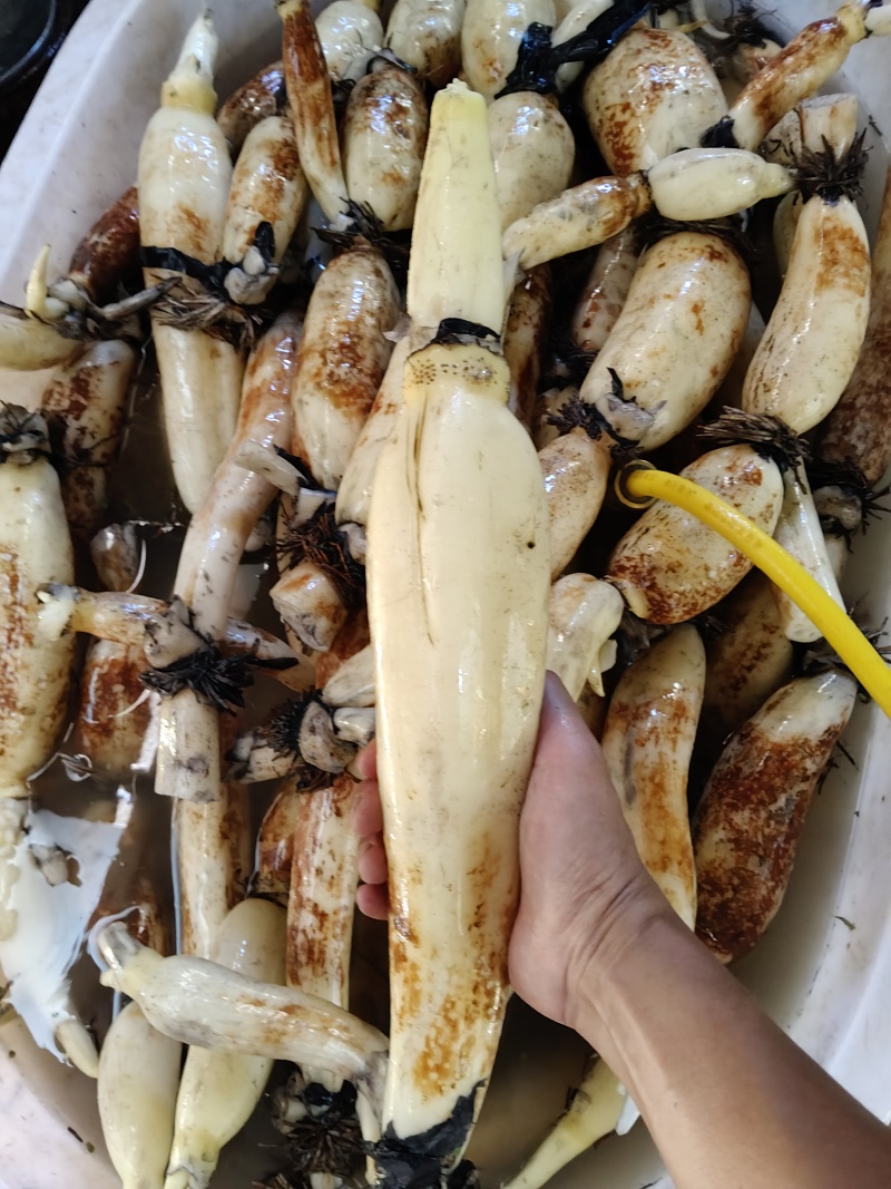 脆藕嫩藕