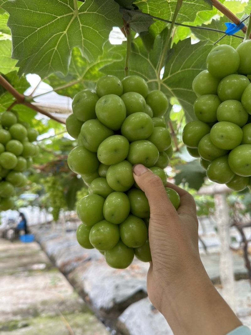 精品阳光玫瑰基地直供无酸味浓郁玫瑰味