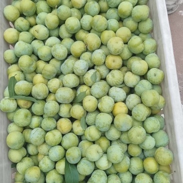 正宗清脆脱骨李