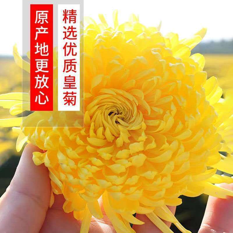 金丝皇菊一朵一杯特级大朵菊花茶黄菊花罐搭配枸杞金