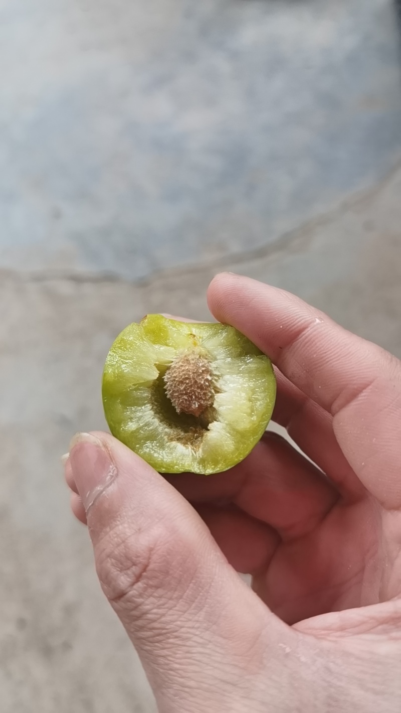 正宗清脆脱骨李
