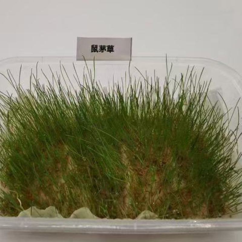 鼠茅草种子果园绿肥草种美国鼠茅狐茅种子草坪种子提供播种资