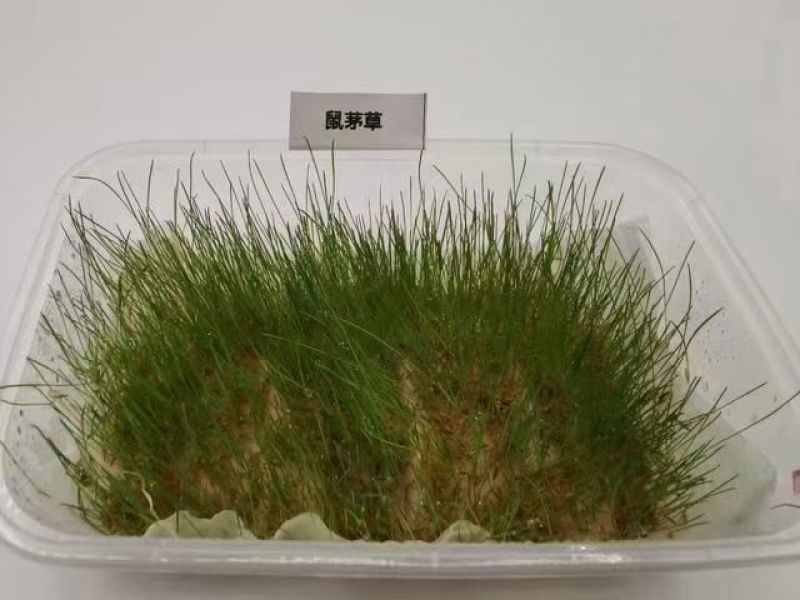 鼠茅草种子果园绿肥草种美国鼠茅狐茅种子草坪种子提供播种资