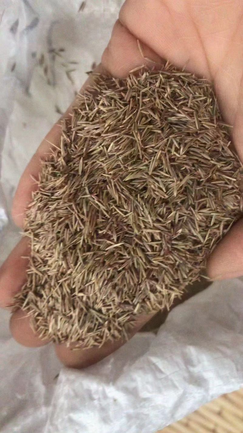 鼠茅草种子果园绿肥草种美国鼠茅狐茅种子草坪种子提供播种资