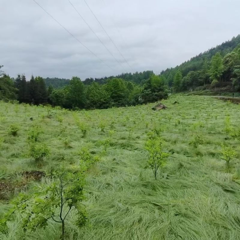 鼠茅草种子果园绿肥草种美国鼠茅狐茅种子草坪种子提供播种资