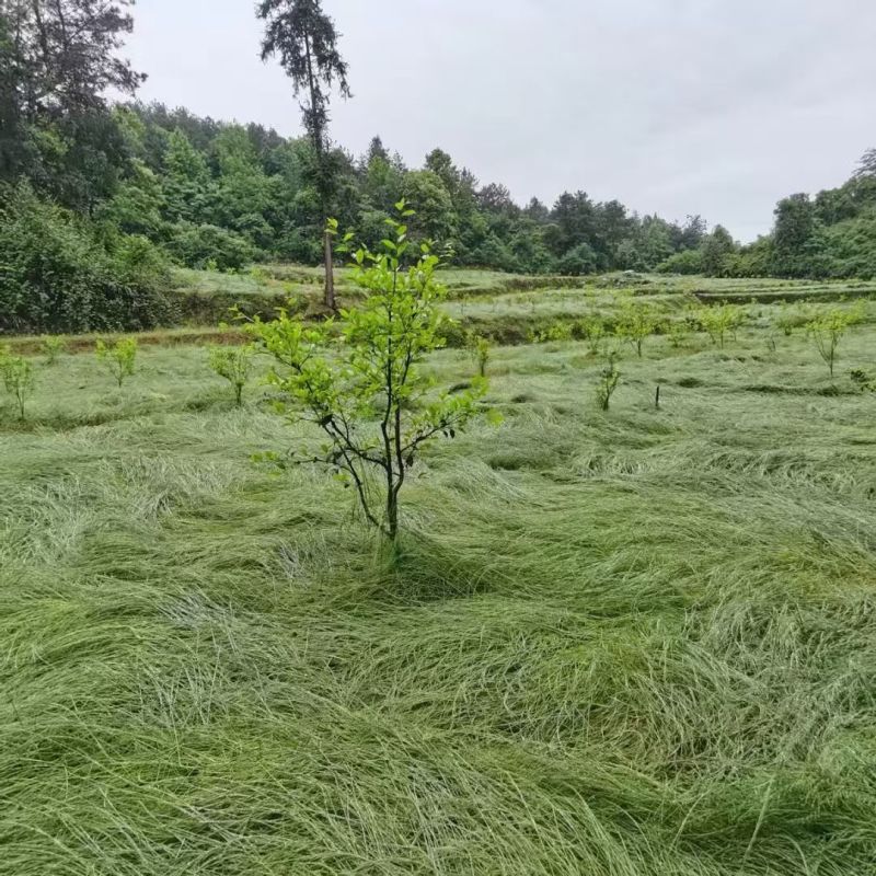鼠茅草种子果园绿肥草种美国鼠茅狐茅种子草坪种子提供播种资