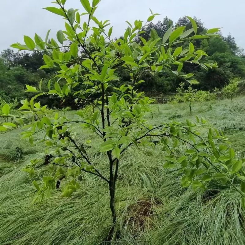 鼠茅草种子果园绿肥草种美国鼠茅狐茅种子草坪种子提供播种资