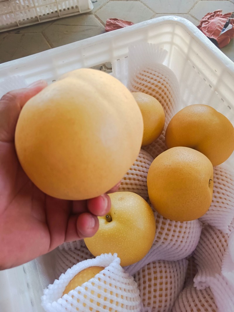 圆黄梨砀山套袋圆黄梨新玉梨承接商超电商供货代发