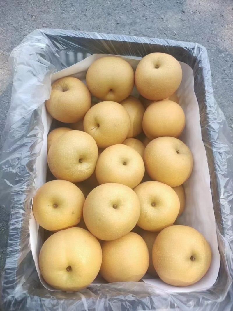 圆黄梨砀山套袋圆黄梨新玉梨承接商超电商供货代发