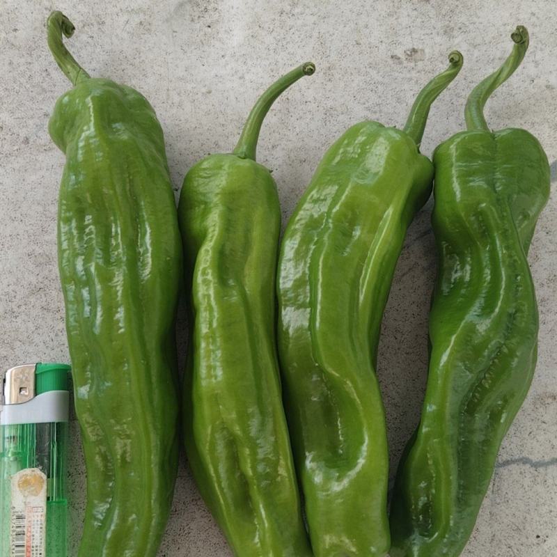 虎皮椒