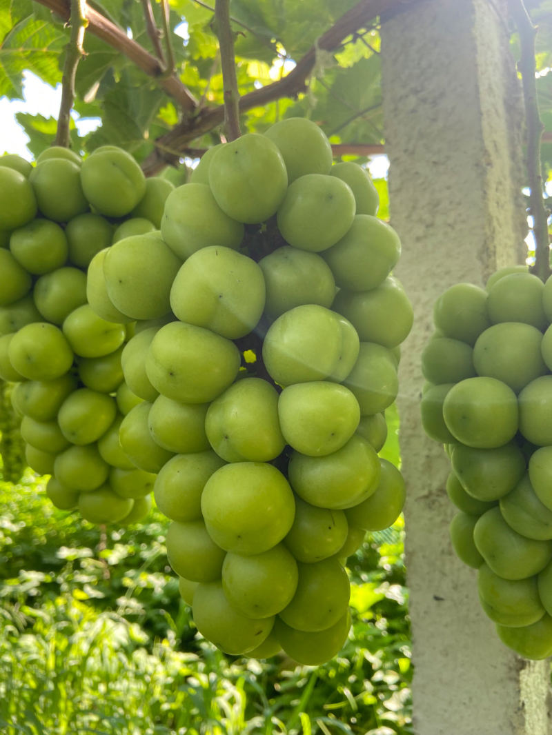 【推荐】阳光玫瑰大量上市货源充足保质保量欢迎来电