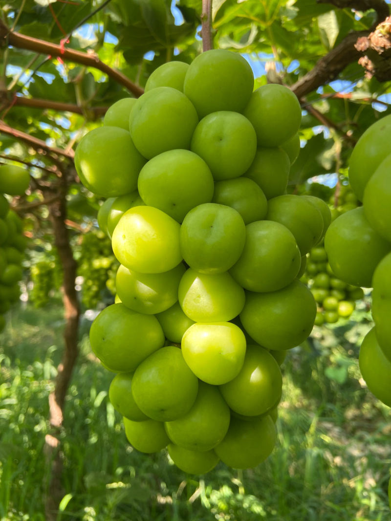 【推荐】阳光玫瑰大量上市货源充足保质保量欢迎来电