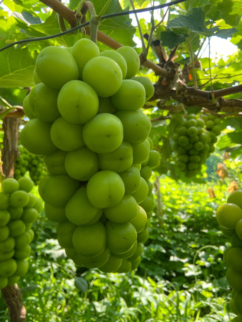【推荐】阳光玫瑰大量上市货源充足保质保量欢迎来电