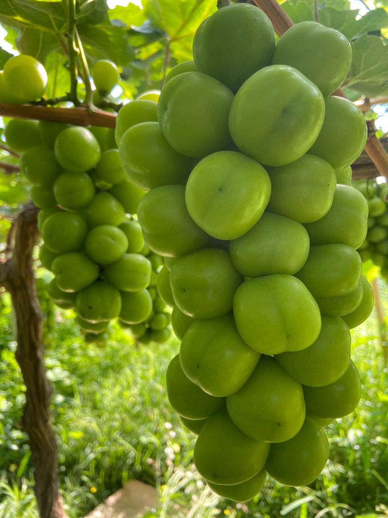 【推荐】阳光玫瑰大量上市货源充足保质保量欢迎来电
