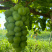 【推荐】阳光玫瑰大量上市货源充足保质保量欢迎来电
