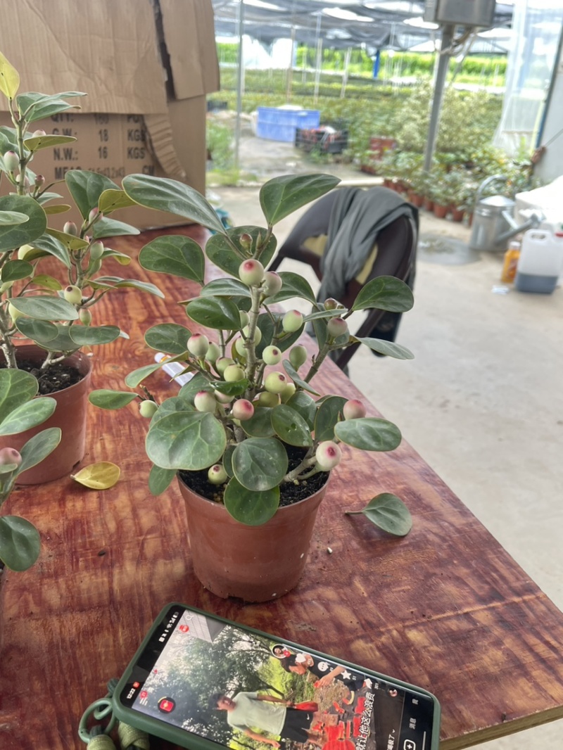 小盼菩提