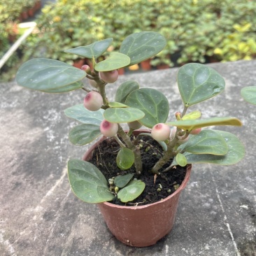 小盼菩提