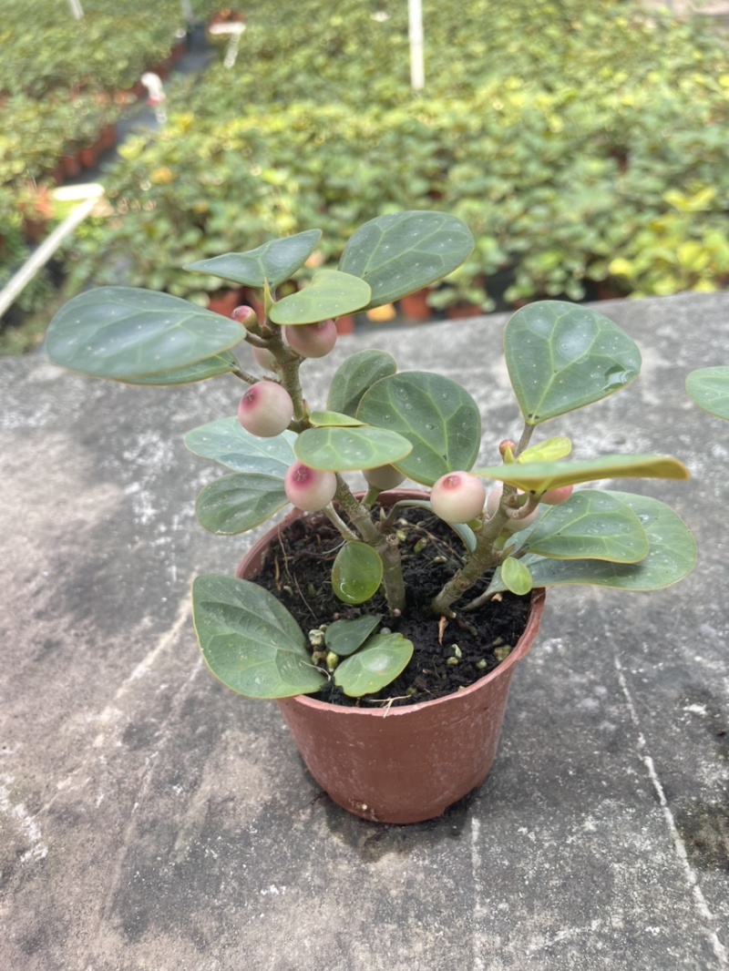 小盼菩提