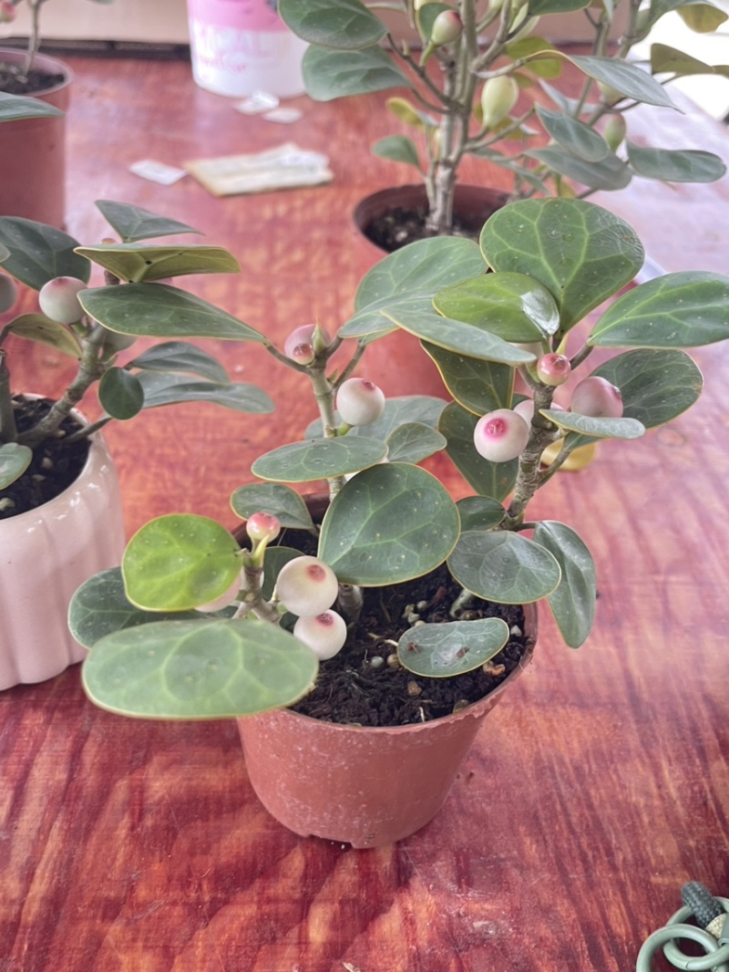 小盼菩提