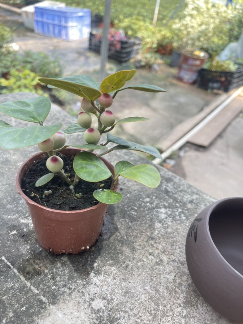 小盼菩提