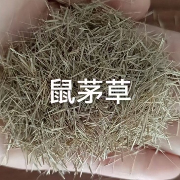 鼠茅草绿肥种子