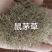 鼠茅草绿肥种子