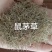 鼠茅草绿肥种子
