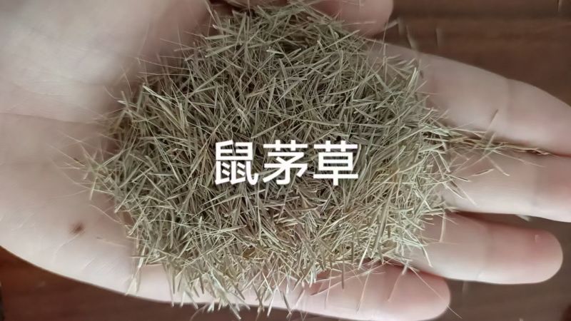 鼠茅草绿肥种子