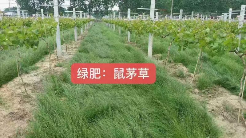 鼠茅草绿肥种子