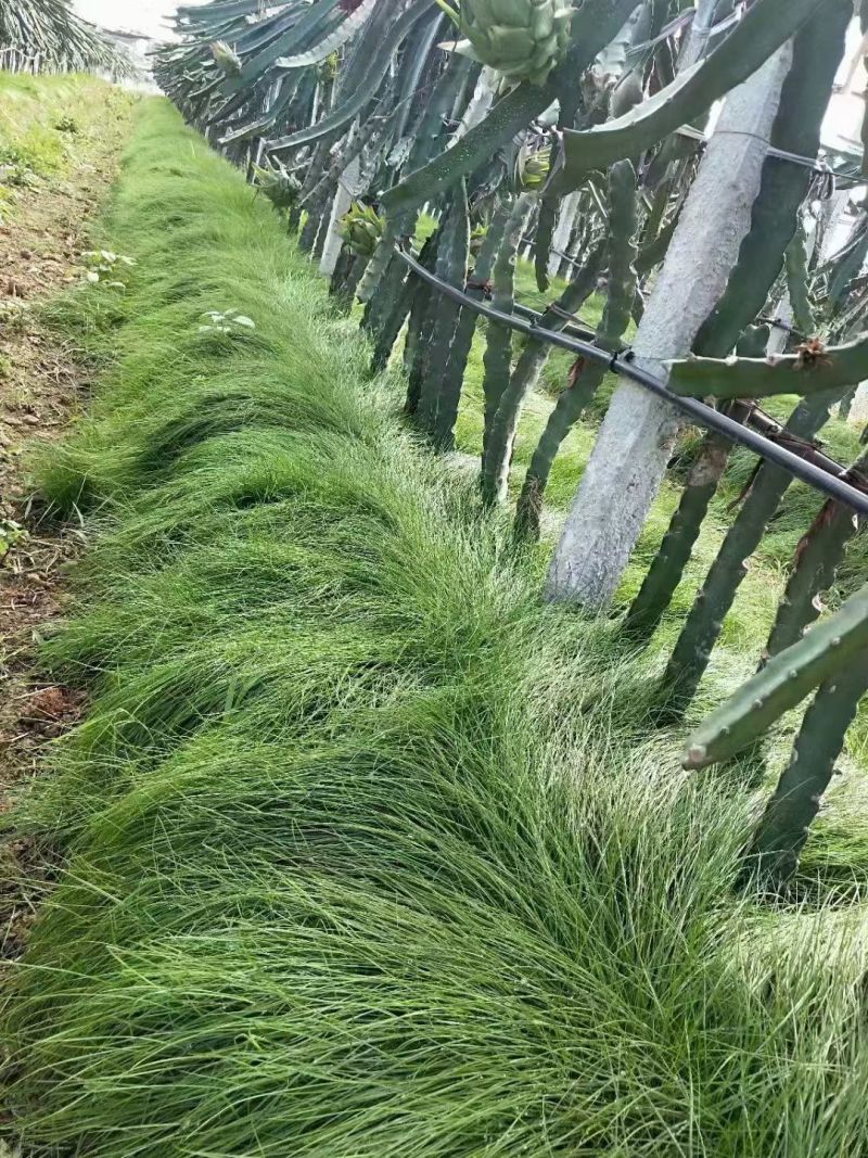 鼠茅草绿肥种子
