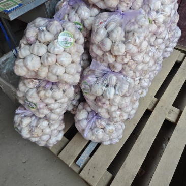 精品大蒜（白皮紫皮）持续供应