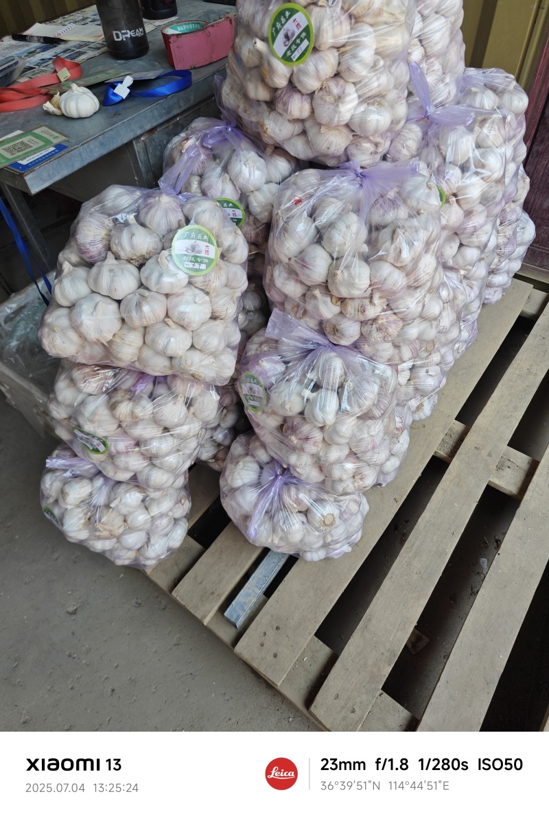 精品大蒜（白皮紫皮）持续供应