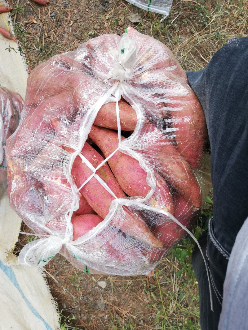西瓜红红薯湖北红薯产地直发精挑细选量大优惠