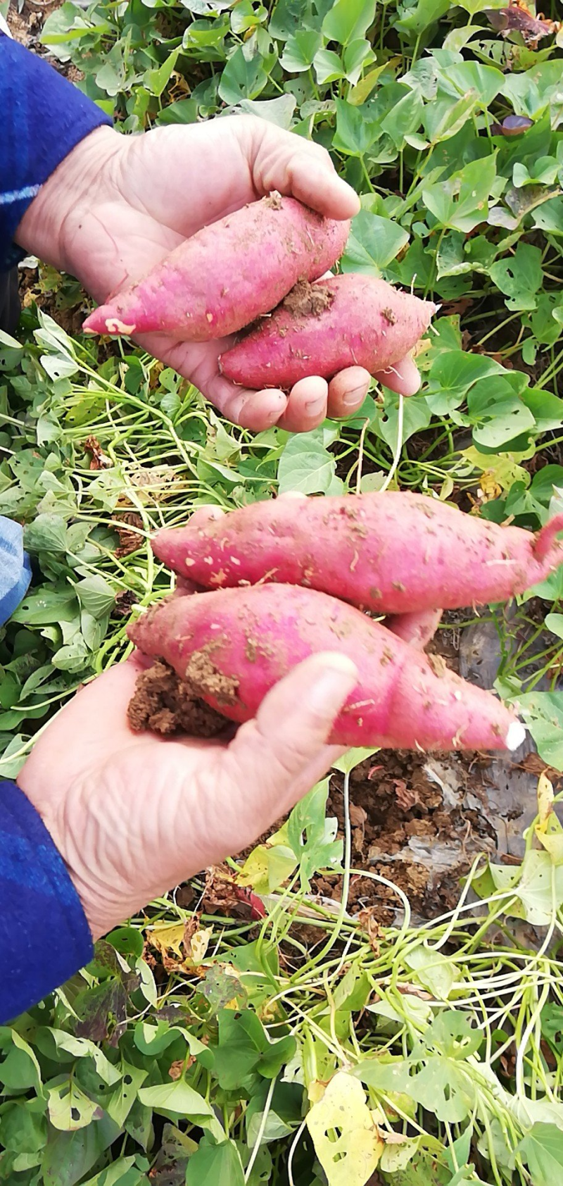 西瓜红红薯湖北红薯产地直发精挑细选量大优惠