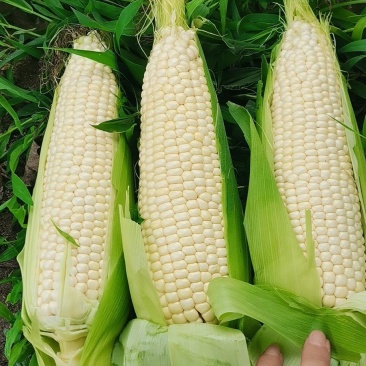 甜糯鲜玉米，
