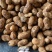 【鲜花生】广东湛江鲜花生产地直发对接商超市场