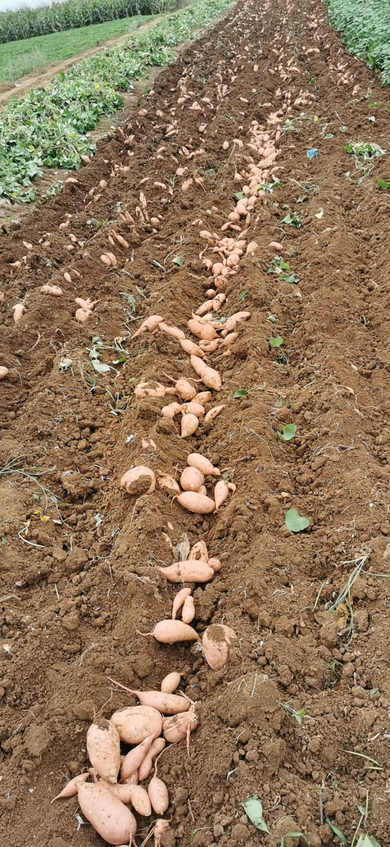 龙薯九号湖北襄阳龙薯产地直供货源充足香甜无丝
