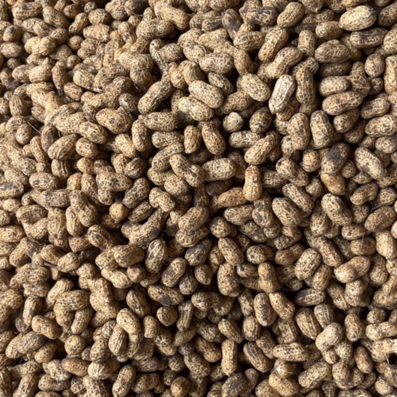 【鲜花生】广东湛江鲜花生产地直发对接商超市场