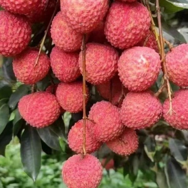 桂味