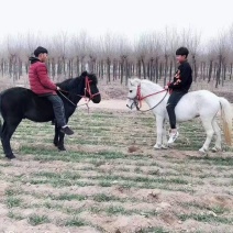 小矮马，德堡矮马，骑乘小矮马，景区动物园儿童专用货到付款
