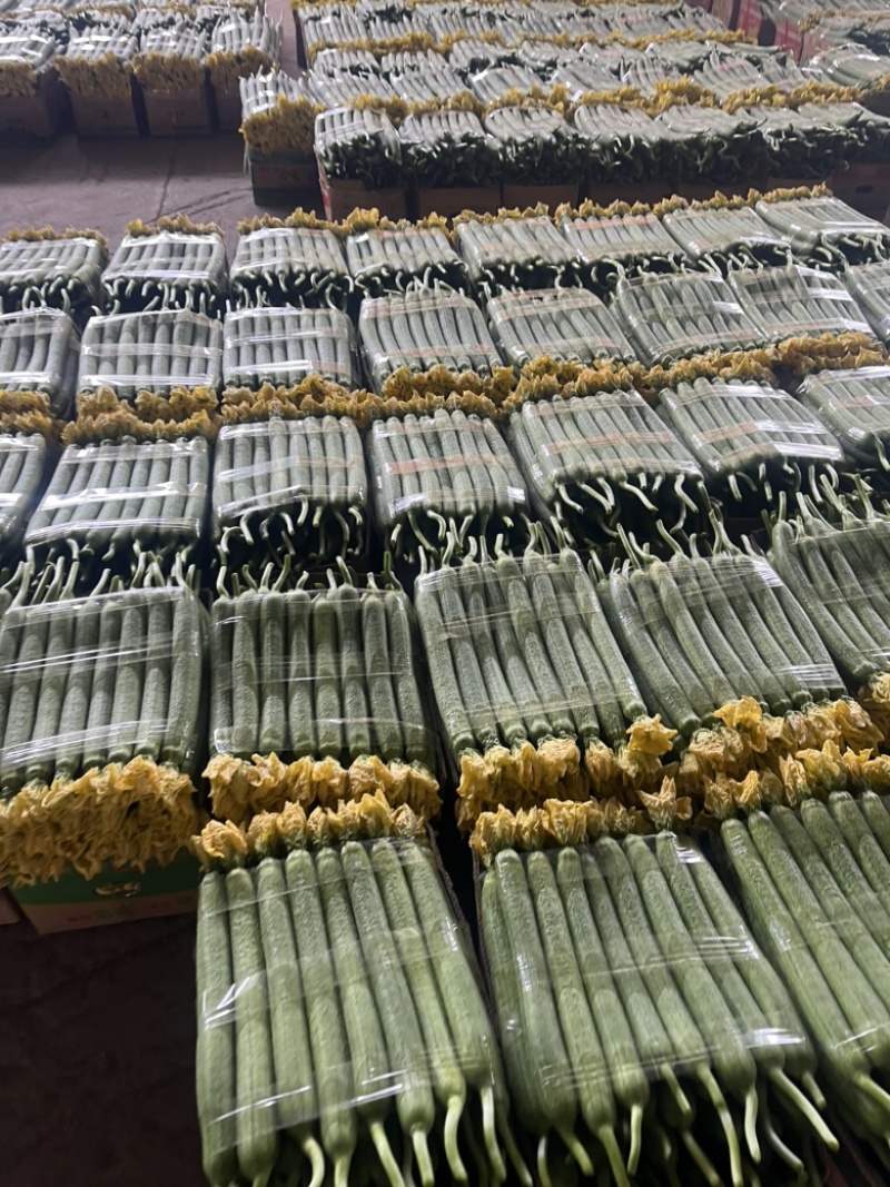 江苏连云港精品鲜花丝瓜，