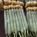 江苏连云港精品鲜花丝瓜，
