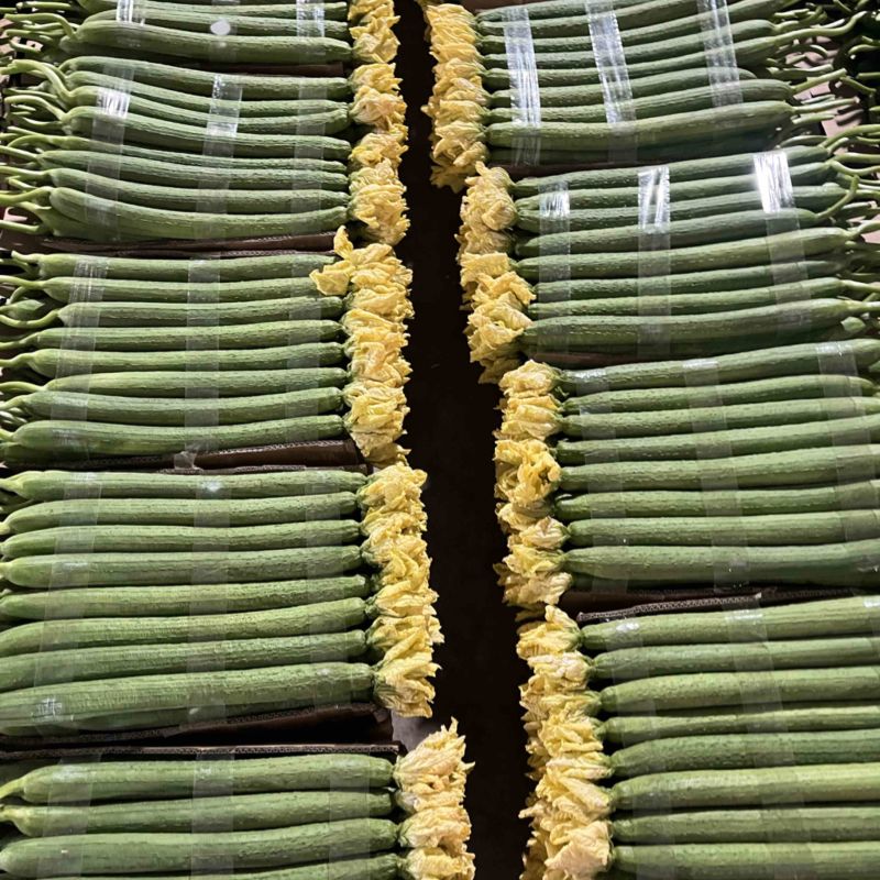江苏连云港精品鲜花丝瓜，