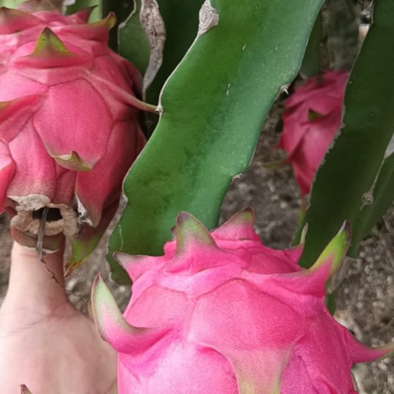 火龙果产地大量现货供应，规格齐全，对接市场批发商代发全国