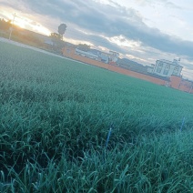 云南红根蒜苗，以上市有需要的朋友通过一亩田和我联系