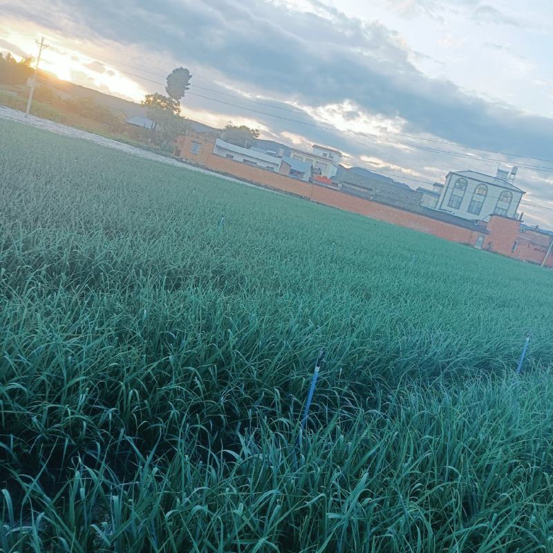 云南红根蒜苗，以上市有需要的朋友通过一亩田和我联系