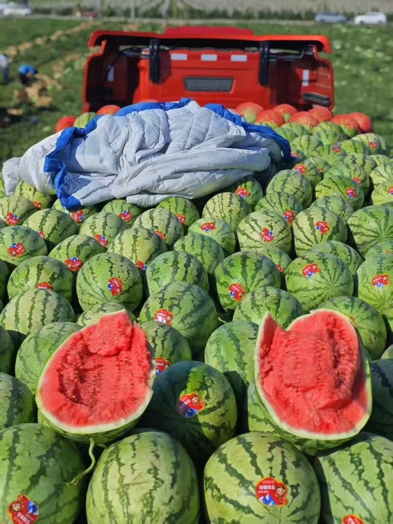 【推荐】山西西瓜/金城5号/基地直发/视频看货/欢迎咨询