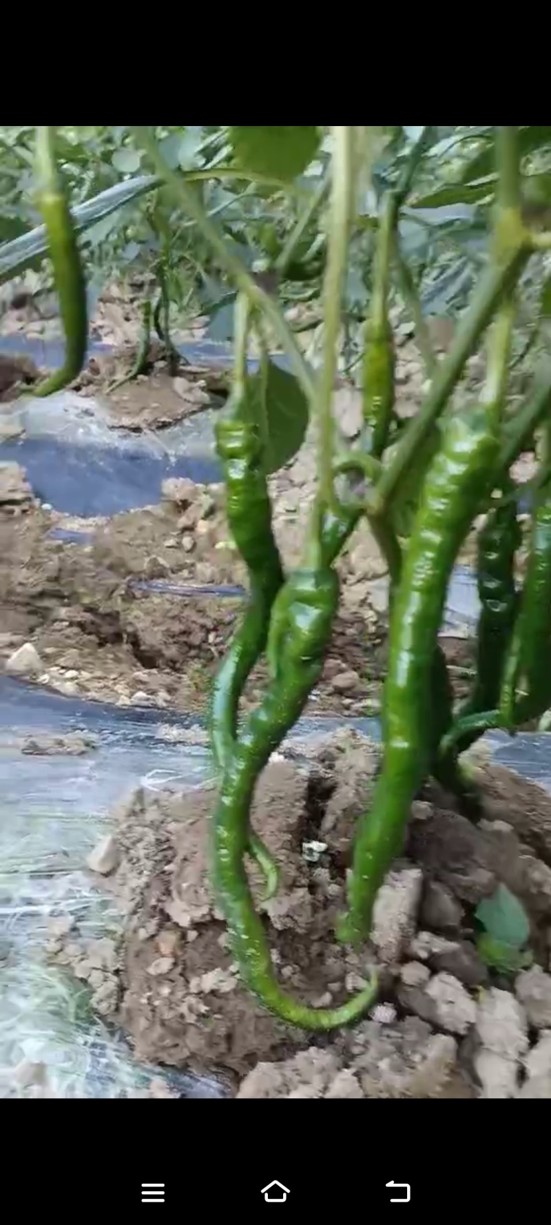 软皮螺辣椒